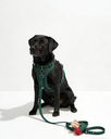 Dark Green Labrador Harness Set