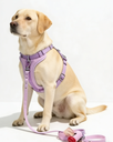 Purple Pet Harness